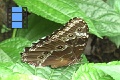Scene 55_Morpho on Leaf before Capture